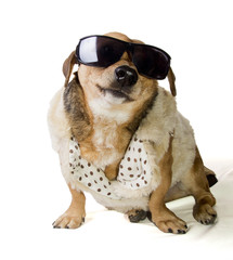 dog and fur