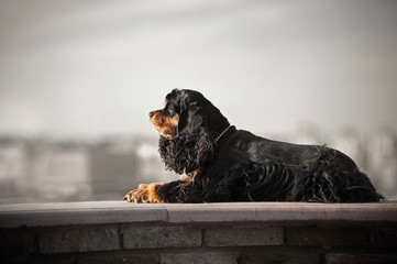american cocker spaniel lying