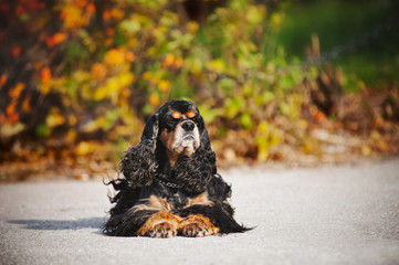 american cocker spaniel on autumn background