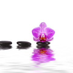 Obraz na płótnie Canvas orchidea, woda, kamienie, równowaga