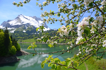 Spring in Switzerland - 49178356