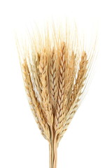 Fototapeta premium wheat isolated on white background