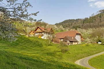 Fototapeta na wymiar Frühling im Schwarzwald