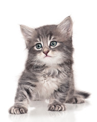 Obraz premium Mały kociak