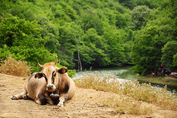 ox (cattle) resting by river surrounded by trees in summer - obrazy, fototapety, plakaty