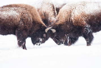 Bisons fighting