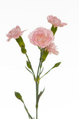 Pink carnation on white background