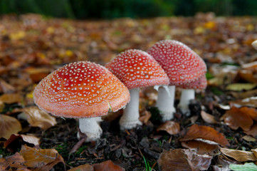 mushrooms in forest