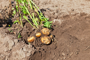 Fresh and raw potato at the field