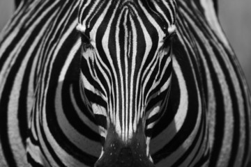 Obraz na płótnie Canvas Portret Zebra