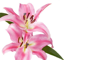 pink flower with white background_IV