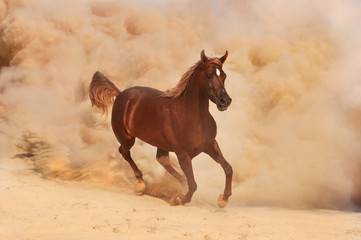 Arabian horse running out of the Desert Storm - 49182929