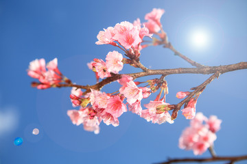 Prunus cerasoides flower in Chiangmai, Thailand