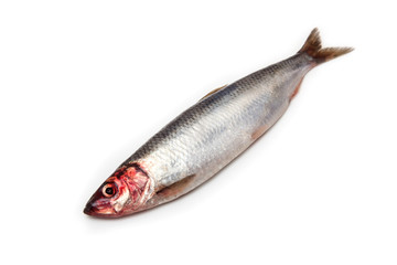 Herring fish isolated on a white background.
