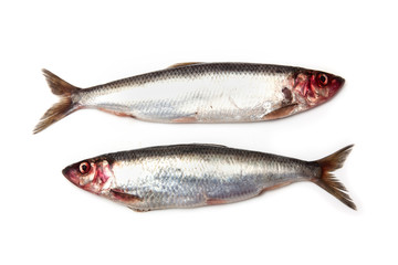 Herring fish isolated on a white studio background.