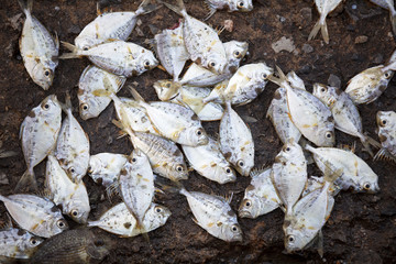 Carcass of Pomacentridae fish on the floor