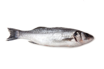 Sea bass fish isolated on a white studio background.