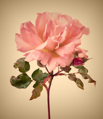 Vintage garden pink rose