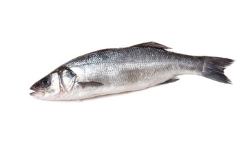Sea bass fish isolated on a white studio background.