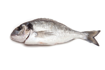 Sea Bream  fish isolated on a white studio background.