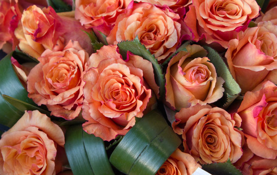 Salmon and peach roses, romantic colors of love