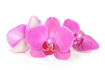 Fototapeta na wymiar Trzy różowe kwiaty orchidei