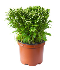 decorative fern in a pot isolated on white