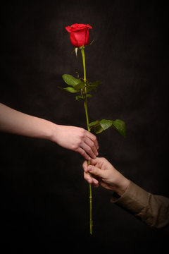 Man's Hand Giving A Rose