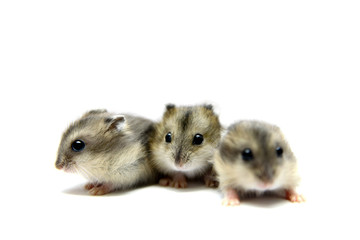 Three Djungarian Hamsters (Phodopus sungorus) babies