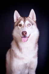 Siberian husky on the black background