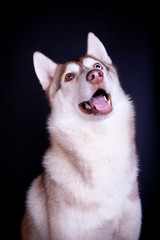 Siberian husky on the black background