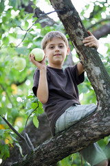 Child picking apples in a tree