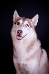 Siberian husky on the black background