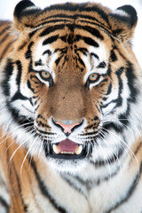 Obraz premium Siberian Tiger Close Up