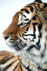 Fototapeta premium Siberian Tiger Close Up
