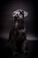 Miniature Schnauzer black on the black background