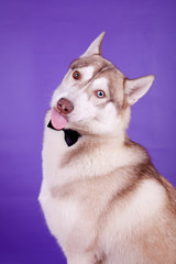 Siberian Husky on the lilac background