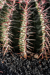 Close up of globe shaped cactus with long thorns