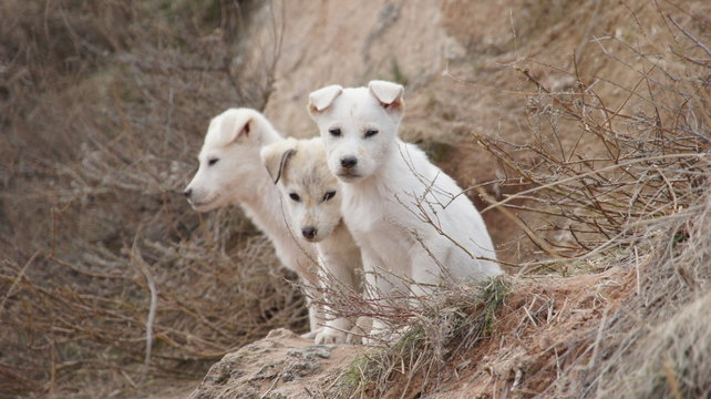 minik k&ouml;pekler