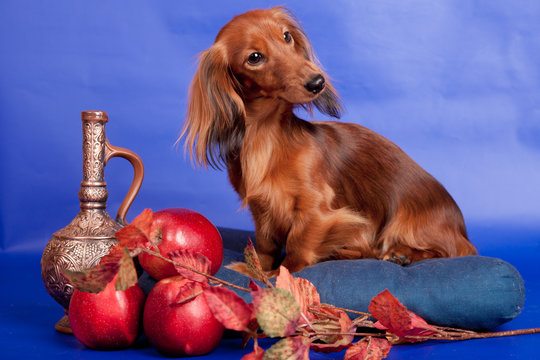 Long haired dachshund sitting with decoration on blue background