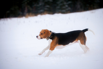 Beagle dog in winter