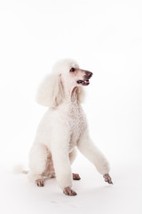 White Royal poodle isolated on the white background
