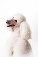 White Royal poodle isolated on the white background