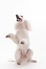 White Royal poodle isolated on the white background