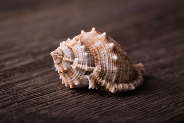 Seashell on wooden surface. 