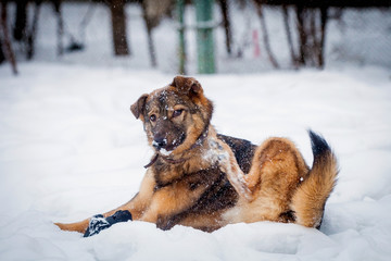 Mixed breed dog (7 mounth old) on the snow
