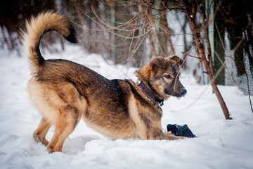 Mixed breed dog (7 mounth old) on the snow