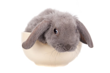 Grey lop-eared rabbit rex breed isolated on white