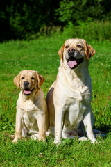 Labrador retriever-mother and her puppy