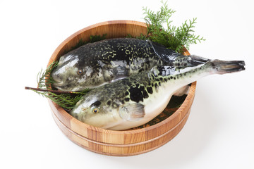 とらふぐ